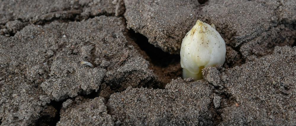 Der Spargel in Brandenburg wächst, wie hier im Spreewald.