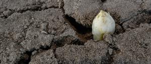 Der Spargel in Brandenburg wächst, wie hier im Spreewald.