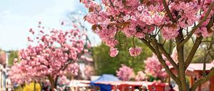 Sicheres Familienfest. Trotz des neuen Barriererings um die Festmeile soll der Familienfestcharakter der Baumblüte erhalten bleiben. Dem am 29. April beginnenden Fest kommt das derzeit kühle Wetter zugute: An Apfel- und Kirschbäumen sollen sich die Blüten noch einige Wochen halten.