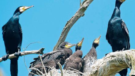 Auch der Nachwuchs hat Hunger. Bei Binnenfischern sind Kormorane keine beliebten Gäste. Sie machen die einst beinahe ausgestorbenen Vögel für erhebliche Verluste verantwortlich. Nun fordern die Fischer, dass der Artenschutz für die Kormorane gelockert werden soll.