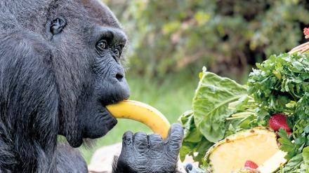 Statt einer Torte. Die Gorilladame bekam zum Geburtstag Obst.