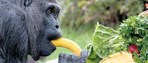 Statt einer Torte. Die Gorilladame bekam zum Geburtstag Obst.