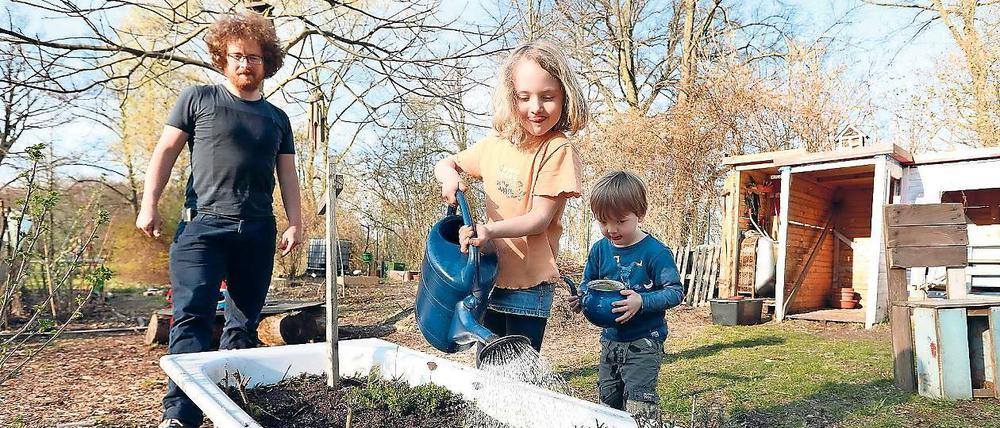Junges Gemüse. Im Seegarten auf dem Grundstück des Treffpunkts Freizeit wachsen unter anderem Kartoffeln, Spinat und Zucchini. Sogar eigenen Honig imkern die insgesamt rund 40 Mitstreiter auf dem etwa 300 Quadratmeter großen Areal.