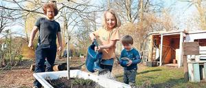 Junges Gemüse. Im Seegarten auf dem Grundstück des Treffpunkts Freizeit wachsen unter anderem Kartoffeln, Spinat und Zucchini. Sogar eigenen Honig imkern die insgesamt rund 40 Mitstreiter auf dem etwa 300 Quadratmeter großen Areal.