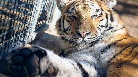 Zu eng. Rund 200 Kilogramm schwer und fast zwei Meter lang ist der fast zwei Jahre alte Brandenburger Findeltiger Diego inzwischen. Möglichst schnell soll die mittlerweile fast ausgewachsene Raubkatze in ein größeres Gehege umziehen.