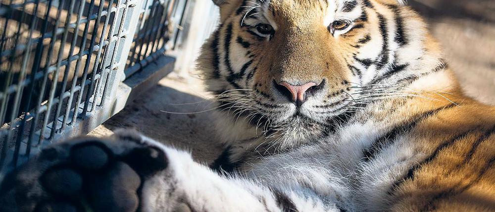 Zu eng. Rund 200 Kilogramm schwer und fast zwei Meter lang ist der fast zwei Jahre alte Brandenburger Findeltiger Diego inzwischen. Möglichst schnell soll die mittlerweile fast ausgewachsene Raubkatze in ein größeres Gehege umziehen.