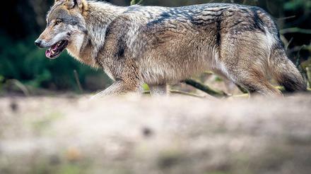Rückkehrer. Wölfe breiten sich wieder in Brandenburg aus.