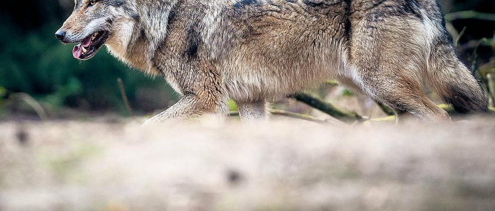 Rückkehrer. Wölfe breiten sich wieder in Brandenburg aus.