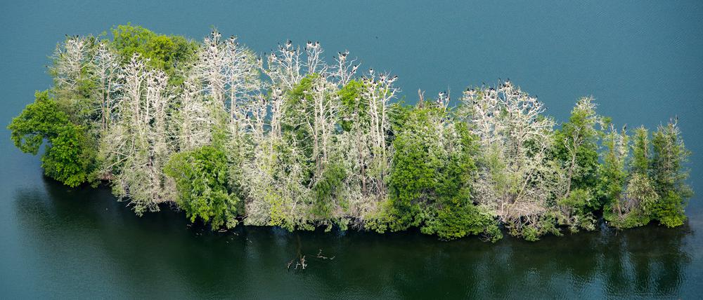Zwei Inseln im Scharmützelsee in Brandenburg wurden versteigert. Die Mindestgebote wurde deutlich übertroffen.
