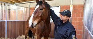 Auf dem ehemaligen Truppenübungsplatz in Stahnsdorf erwartet die rund 40 Polizeireiter und Pferdepfleger ein neues Dienstgebäude, ein Stall für die knapp 30 Dienst- und Jungpferde sowie Reitanlagen mit einer Schmiede und Pferdekoppeln.