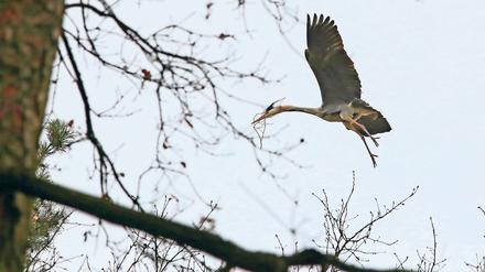 Eingeflogen. Die größte Graureiherkolonie Brandenburgs befindet sich im Potsdamer Wildpark. Dort sind die Tiere jetzt schon damit beschäftigt, Horste zu bauen. Über 200 Horste wurden im vergangenen Jahr gezählt.