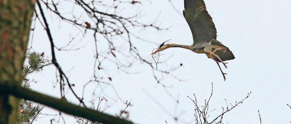 Eingeflogen. Die größte Graureiherkolonie Brandenburgs befindet sich im Potsdamer Wildpark. Dort sind die Tiere jetzt schon damit beschäftigt, Horste zu bauen. Über 200 Horste wurden im vergangenen Jahr gezählt.