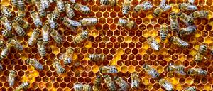 Brandenburger Bauern wollen die Imker unterstützen und sähen auf ihren Feldern Blühstreifen.