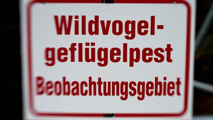 Seit November 2016 galt in Brandenburg Stallpflicht, nachdem das hochansteckende H5N8-Virus nachgewiesen worden war.