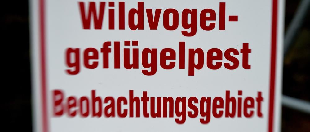 Seit November 2016 galt in Brandenburg Stallpflicht, nachdem das hochansteckende H5N8-Virus nachgewiesen worden war.