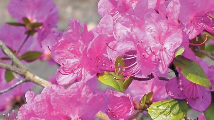 Hartgesotten. Der Dahurische Rhododendron kommt auch mit Kälte klar.