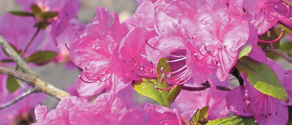 Hartgesotten. Der Dahurische Rhododendron kommt auch mit Kälte klar.