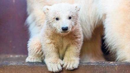 Plötzlich verstorben. Eisbär Fritz erholte sich von einer überraschenden Lebererkrankung nicht mehr.