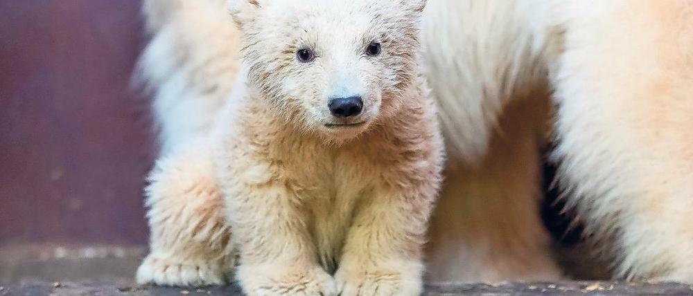 Plötzlich verstorben. Eisbär Fritz erholte sich von einer überraschenden Lebererkrankung nicht mehr.