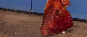 Der Schweinskopf wurde am 1. Oktober um 21.50 Uhr an der Tür zum Gebetsraum des Moschee-Vereins entdeckt.