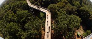 Im Herbst 2015 wurde der Baumkronenpfad in den Beelitzer Heilstätten eröffnet.