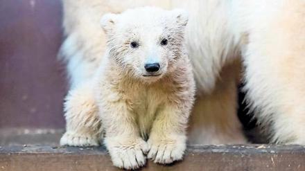 Schwer erkrankt. Der Gesundheitszustand des jungen Fritz beunruhigt die Tierpfleger sehr.