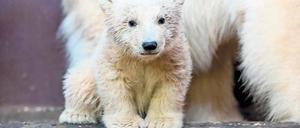 Schwer erkrankt. Der Gesundheitszustand des jungen Fritz beunruhigt die Tierpfleger sehr.