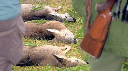 Erlegt. Die Forstbehörde knickte ein, es siegte die Jagdgenossenschaft.