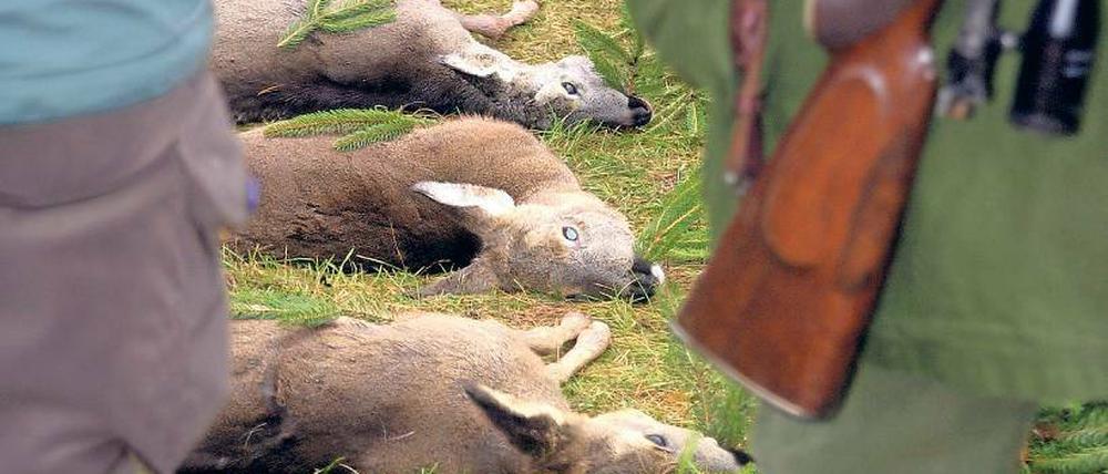 Erlegt. Die Forstbehörde knickte ein, es siegte die Jagdgenossenschaft.