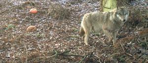 Auf der Flucht. Pumpak, zu deutsch „der Fette“, verschmäht auch vegetarische Kost und Kuchen nicht. Weil er Menschen zuletzt sehr nahe kam, hatten sogar Naturschützer keinen Einwand gegen Pumpaks Ende.