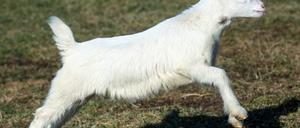 Wer Zicklein streicheln und füttern will, kann dies auf dem Karolinenhof im Ruppiner Land tun.