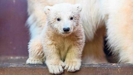 Fritz, komm raus. Noch bis Ende März soll der kleine Eisbär mit seiner Mutter Tonja in der Wurfhöhle bleiben. Dann kann das Publikum ihn live erleben.