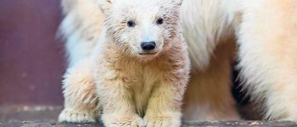 Fritz, komm raus. Noch bis Ende März soll der kleine Eisbär mit seiner Mutter Tonja in der Wurfhöhle bleiben. Dann kann das Publikum ihn live erleben.