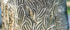 Vergrault. Die Stadt geht davon aus, dass der Bestand der unliebsamen Raupen auch 2017 weiter zurückgeht. Der Einsatz des Insektizids Dipel ES von 2013 gegen den Eichenprozessionsspinner hatte offenbar nachhaltigen Erfolg. Auf den städtischen Grünflächen sollen Nester nur noch abgesaugt werden.