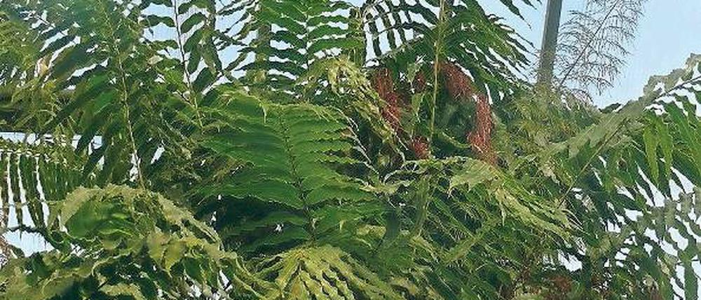 Lange, gefiederte Wedel. Stenochlaena tenuifolia klettert gerne empor.
