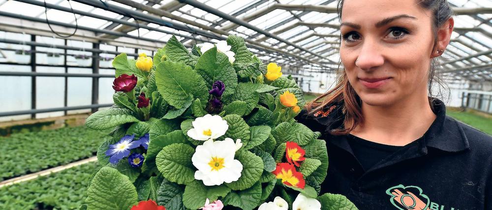Macht Lust auf mehr. Floristin Stephanie Staude von der BluGeSa Floristik & Gartenbau GmbH aus Brielow am Beetzsee zeigt eine Palette mit ersten Primeln.
