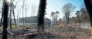 Baustelle. In der August-Bebel-Straße soll neben der ehemaligen Reichsbahnvilla ein Erweiterungsbau des Hasso-Plattner-Instituts entstehen. Dafür sind bereits Bäume gerodet worden.