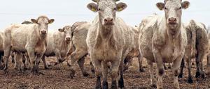 Teurer Spaß: Viehdiebstähle häufen sich in Brandenburg, der Schaden geht in die Zehntausende.