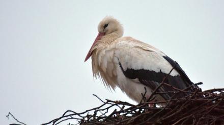 Dieser Storch in Kremmen ist offenbar der erste Brandenburg-Rückkehrer.