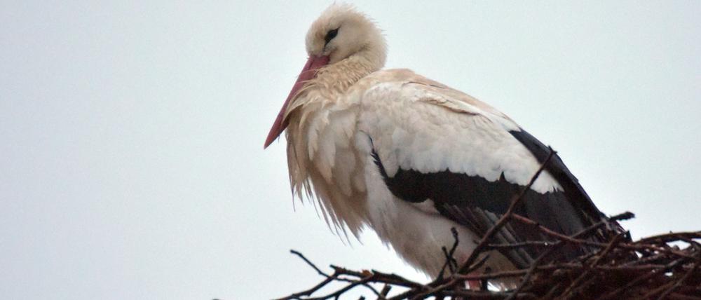 Dieser Storch in Kremmen ist offenbar der erste Brandenburg-Rückkehrer.