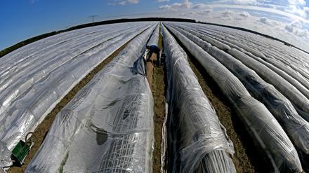 Spargelernte im April 2016 auf einem Feld nahe Ruhlsdorf in Brandenburg.