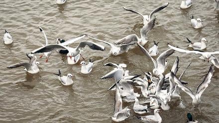 Wollen es eisfrei. Die Lachmöwen halten sich im Winter gern an der Havel oder dem Teltowkanal auf, da die Gewässer durch die Strömung meist eisfrei sind und die Tiere dort noch Nahrung finden. Naturschützer glauben, dass sie sich durch ihr Futter mit dem H5N8-Virus infizieren können.