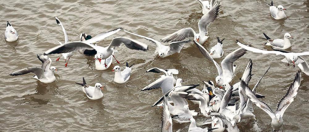 Wollen es eisfrei. Die Lachmöwen halten sich im Winter gern an der Havel oder dem Teltowkanal auf, da die Gewässer durch die Strömung meist eisfrei sind und die Tiere dort noch Nahrung finden. Naturschützer glauben, dass sie sich durch ihr Futter mit dem H5N8-Virus infizieren können.