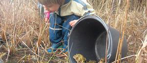 Glück gehabt, im Teich gelandet. Bei der Betreuung der Krötenzäune an den Straßen kann jeder mitmachen und dabei erleben, wie die Amphibien im Eimer aus der Gefahrenzone gebracht werden. Das erste Treffen für alle Helfer findet am 14. Februar um 18 Uhr im Haus der Natur, Lindenstraße 34, statt.