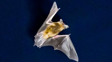 Dem Brandenburger Winter entflohen: Die Fledermaus legte mehr als 1200 Kilometer zurück.