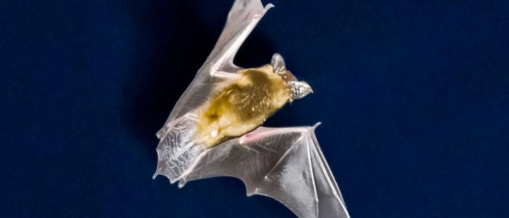 Dem Brandenburger Winter entflohen: Die Fledermaus legte mehr als 1200 Kilometer zurück.