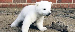 It’s a Fritz. Das Eisbärenbaby im Berliner Tierpark hat nun einen Namen.