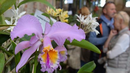 Der Botanische Garten Potsdam lädt zur Orchideenschau.