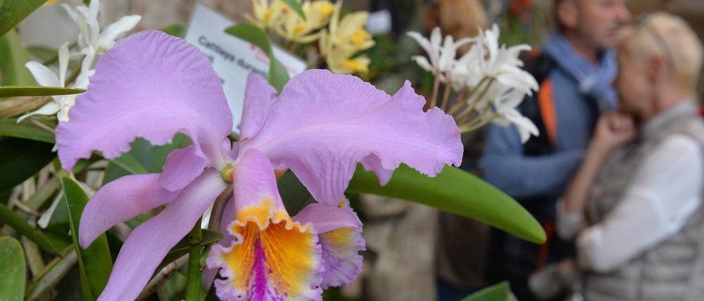 Der Botanische Garten Potsdam lädt zur Orchideenschau.