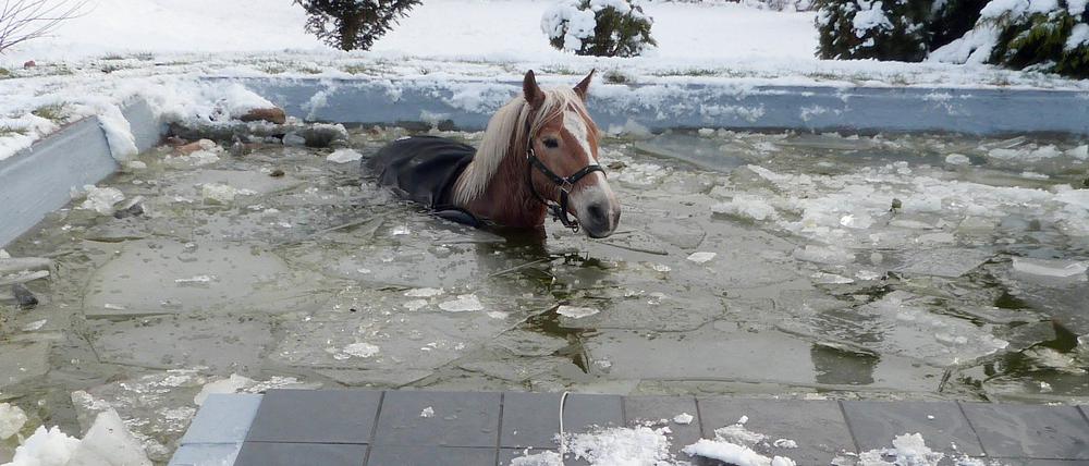 Ein Pferd ist in einen teils gefrorenen Gartenpool in Cottbus eingebrochen.